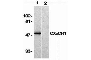 Western Blotting (WB) image for anti-Chemokine (C-X3-C Motif) Receptor 1 (CX3CR1) (N-Term) antibody (ABIN1031335) (CX3CR1 antibody  (N-Term))