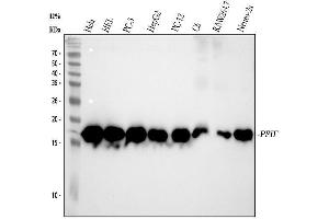 Western blot analysis of Cyclophilin F using anti-Cyclophilin F antibody (ABIN7604561).