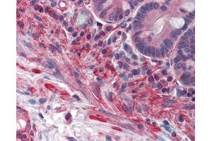 Anti-PRDM5 antibody IHC of human small intestine. (PRDM5 antibody  (AA 36-85))