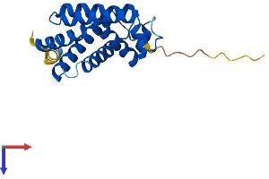 AlphaFold protein structure predicition of Human Recombinant CYGB Protein, UniprotID Q8WWM9 (CYGB Protein (AA 1-190) (His tag))
