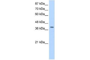LARP7 antibody used at 1.