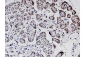 Immunoperoxidase of monoclonal antibody to STK40 on formalin-fixed paraffin-embedded human pancreas. (STK40 antibody  (AA 349-434))