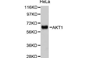 Western blot analysis of extracts of HeLa cells, using AKT1 antibody (ABIN5999499).