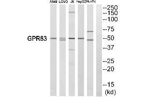 Western blot analysis of extracts from A549 cells, LOVO cells, Jurkat cells, HepG2 cells and HuvEc cells, using GPR83 antibody.