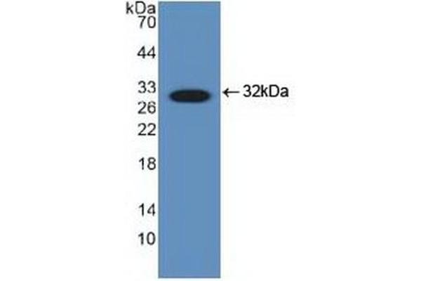 DDIT3 antibody  (AA 1-169)