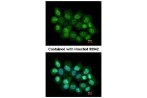 ICC/IF Image Immunofluorescence analysis of paraformaldehyde-fixed A431, using PRMT2, antibody at 1:200 dilution. (PRMT2 antibody)