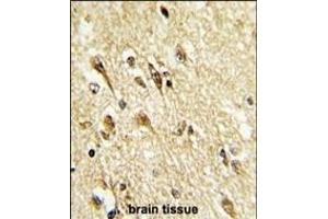 Formalin-fixed and paraffin-embedded human brain reacted with MOUSE VGLU2 Antibody (C-term), which was peroxidase-conjugated to the secondary antibody, followed by DAB staining. (VGLU-2 antibody  (C-Term))