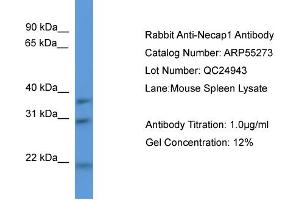 WB Suggested Anti-Necap1  Antibody Titration: 0.