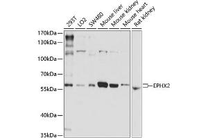 Western blot analysis of extracts of various cell lines, using EPHX2 antibody (ABIN3015667, ABIN3015668, ABIN1679738 and ABIN6219019) at 1:1000 dilution. (EPHX2 antibody)