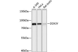 Western blot analysis of extracts of various cell lines using DDX3Y Polyclonal Antibody at dilution of 1:3000. (DDX3Y antibody)