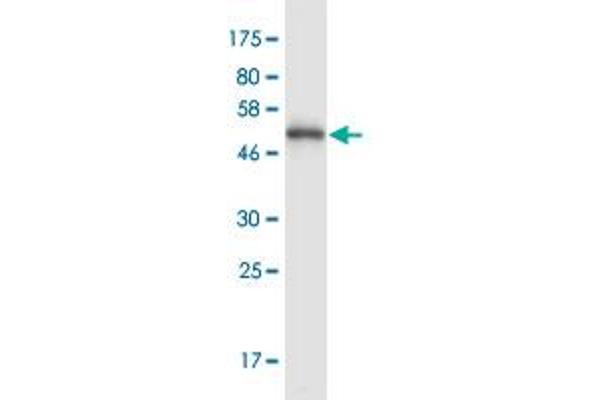 PDCL3 antibody  (AA 1-239)