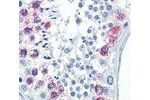 IHC analysis of FFPE human testis tissue stained with EZH2 antibody (EZH2 antibody)