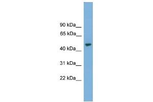 WB Suggested Anti-NARF Antibody Titration: 0.