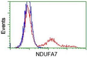 HEK293T cells transfected with either RC200534 overexpress plasmid (Red) or empty vector control plasmid (Blue) were immunostained by anti-NDUFA7 antibody (ABIN2454404), and then analyzed by flow cytometry.