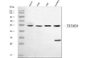 Western blot analysis of TRIM50 using anti-TRIM50 antibody (ABIN7600867).