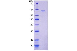 SDS-PAGE (SDS) image for Glucosidase, Alpha, Neutral AB (GANAB) (AA 615-944) protein (His tag) (ABIN6239486) (GANAB Protein (AA 615-944) (His tag))
