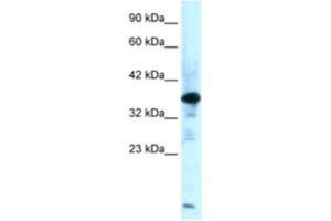 Western Blotting (WB) image for anti-Zinc Finger Protein-Like 1 (ZFPL1) antibody (ABIN2460920)