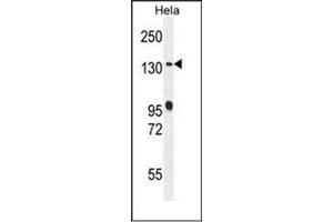 Western blot analysis of RAB6IP1 / DENND5A Antibody (Center) in Hela cell line lysates (35ug/lane). (DENND5A antibody  (Middle Region))