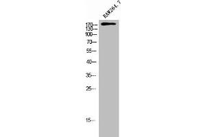 Western Blot analysis of RAW264. (ARHGEF12 antibody  (Internal Region))