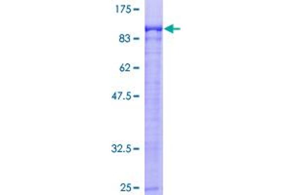 ARNT2 Protein (AA 1-716) (GST tag)