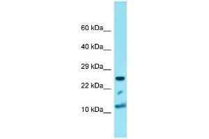 Western Blotting (WB) image for anti-Histone Cluster 1, H4a (HIST1H4A) (N-Term) antibody (ABIN2774551)