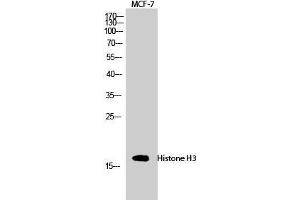 Western Blot (WB) analysis of MCF-7 cells using Histone H3 Polyclonal Antibody. (Histone 3 antibody  (Lys381))