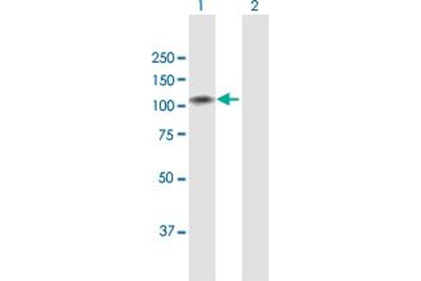 TUBGCP2 antibody  (AA 1-902)