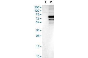Western Blot analysis of Lane 1: negative control (vector only transfected HEK293T cell lysate) and Lane 2: over-expression lysate (co-expressed with a C-terminal myc-DDK tag in mammalian HEK293T cells) with C3orf39 polyclonal antibody .