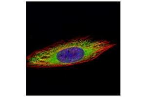 ICC/IF Image Confocal immunofluorescence analysis (Olympus FV10i) of methanol-fixed HeLa, using ENO3, antibody (Green) at 1:500 dilution. (ENO3 antibody)