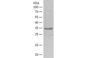 Western Blotting (WB) image for Ribosomal Protein L38 (RPL38) (AA 1-70) protein (His-IF2DI Tag) (ABIN7282773) (RPL38 Protein (AA 1-70) (His-IF2DI Tag))