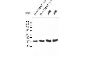 Anti-ß-lactoglobulin Ab at 2,500 dilution, 50-75 ng of protein and 50-100 µg of dry milk per Iane, rabbit polyclonal to goat IgG (HRP) at 1/10,000 dilution, (Beta Lactoglobulin (LGB) antibody)