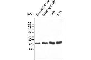 Anti-ß-lactoglobulin Ab at 2,500 dilution, 50-75 ng of protein and 50-100 µg of dry milk per Iane, rabbit polyclonal to goat IgG (HRP) at 1/10,000 dilution,
