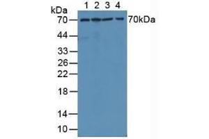 Figure. (MMP1 antibody  (AA 98-275))