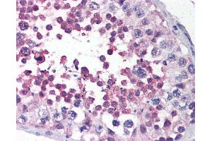 Anti-LRRC1 / LANO antibody IHC of human testis. (LRRC1 antibody  (C-Term))