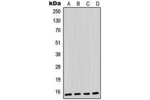 Western blot analysis of Parvalbumin alpha expression in HeLa (A), C6 (B), mouse skeletal muscle (C), rat skeletal muscle (D) whole cell lysates.