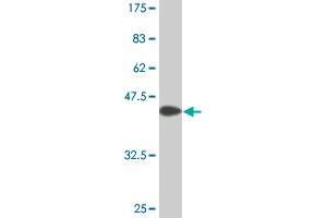 Western Blot detection against Immunogen (35. (CD19 antibody  (AA 98-187))