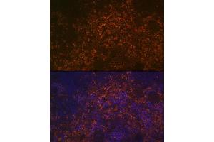 Immunofluorescence (IF) image for anti-CD38 (AA 46-300) antibody (ABIN6138177)