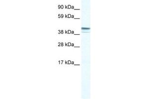 Western Blotting (WB) image for anti-Zinc Finger Protein 627 (ZNF627) antibody (ABIN2461057) (ZNF627 antibody)