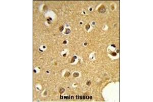 Formalin-fixed and paraffin-embedded human brain tissue reacted with SNRPC Antibody (C-term) (ABIN389354 and ABIN2839460) , which was peroxidase-conjugated to the secondary antibody, followed by DAB staining.