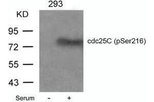 Western blot analysis of extracts from 293 cells untreated or treated with serum using cdc25C(Phospho-Ser216) Antibody. (CDC25C antibody  (pSer216))