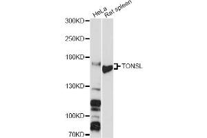 Western blot analysis of extracts of various cell lines, using TONSL antibody (ABIN6293687) at 1:3000 dilution. (NFKBIL2 antibody)
