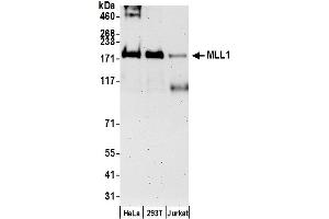 Western Blotting (WB) image for anti-Myeloid/lymphoid Or Mixed-Lineage Leukemia 1 (MLL1) (AA 2725-2775) antibody (ABIN7449154)