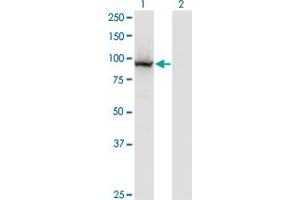 Western Blot analysis of COG3 expression in transfected 293T cell line by COG3 monoclonal antibody (M01), clone 2G7. (COG3 antibody  (AA 25-124))