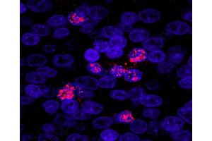 Immunofluorescence (IF) image for anti-Zinc Fingers and Homeoboxes 3 (ZHX3) (AA 150-200) antibody (ABIN7449040) (ZHX3 antibody  (AA 150-200))