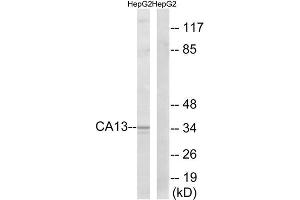 Western Blotting (WB) image for anti-Carbonic Anhydrase XIII (CA13) (Internal Region) antibody (ABIN1851002) (CA13 antibody  (Internal Region))