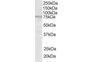 ABIN185252 staining (0. (LCP2 antibody  (N-Term))