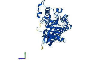 AlphaFold protein structure predicition of Mouse Recombinant Aspa Protein, UniprotID Q8R3P0 (ASPA Protein (AA 1-312) (His tag))