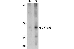 Western Blotting (WB) image for anti-Nuclear Receptor Subfamily 1, Group H, Member 3 (NR1H3) (N-Term) antibody (ABIN1031443) (NR1H3 antibody  (N-Term))