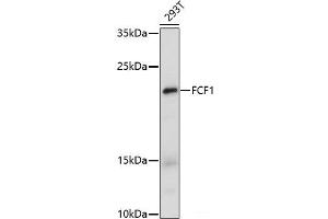 Western blot analysis of extracts of 293T cells using FCF1 Polyclonal Antibody at dilution of 1:1000. (FCF1 antibody)
