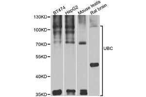 Western blot analysis of extracts of various cell lines, using UBC antibody. (UBC antibody)